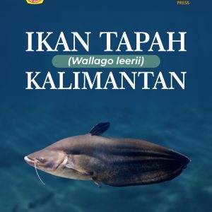 IKAN TAPAH (Wallago leerii) KALIMANTAN